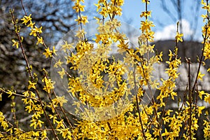 Cytisus hirsutus flower growing in forest, close up