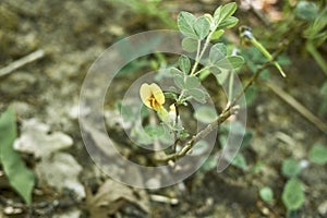 Cytisus hirsutus plant close up