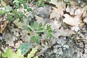 Cytisus hirsutus plant close up