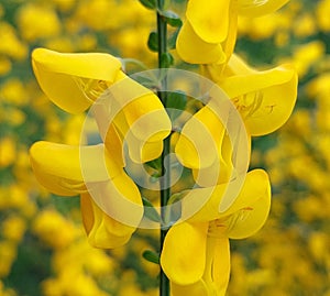 Cytisus scoparius, the common broom