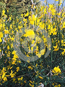 Cytisus scoparius, the common broom or Scotch broom