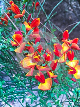 Cytisus scoparius the common broom or Scotch broom