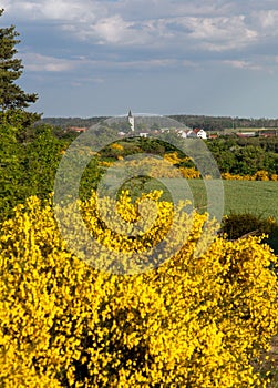 Cytisus scoparius, the common broom or Scotch broom