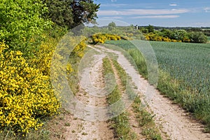 Cytisus scoparius, the common broom or Scotch broom