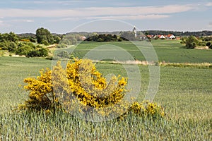 Cytisus scoparius, the common broom or Scotch broom