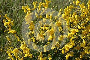 Cytisus scoparius, common broom or Scotch broom yellow flowers closeup selective focus