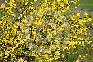 Cytisus scoparius, common broom or Scotch broom yellow flowers closeup selective focus