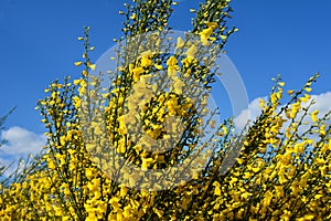 Cytisus scoparius, common broom or Scotch broom yellow flowers closeup selective focus