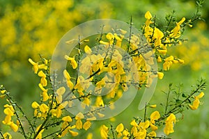 Cytisus scoparius common broom shrub with yellow flowers selective focus