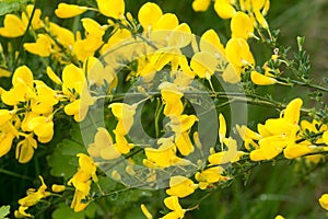 Cytisus scoparius common broom shrub with yellow flowers selective focus