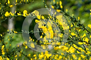 Cytisus scoparius, common broom yellow flowers closeup selective focus