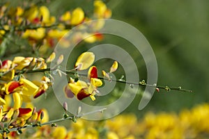 Cytisus scoparius spring blooming bush with red yellow blossom