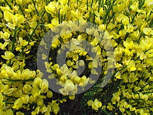 Cytisus scoparius spring blooming bush with yellow blossom