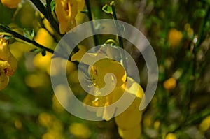 Cytisus scoparius yellow flower on the branch photo