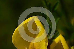 Cytisus scoparius yellow flower on the branch photo