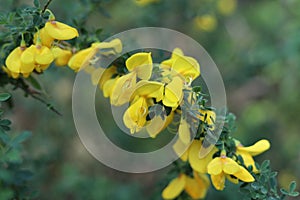 Cytisus scoparius. Yellow scotch broom. Close up.