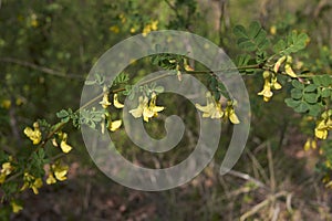 Cytisus sessilifolius shrub in bloom