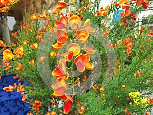 Cytisus twig with yellow and red flowers.