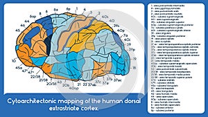 Cytoarchitectonic mapping of the human dorsal extrastriate cortex. photo