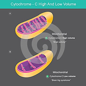 Cytochrome High And Low Volume. photo