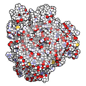 Cytochrome P450 CYP2D6 liver enzyme in complex with the drug quinine. Atoms are shown as spheres with conventional color coding. photo