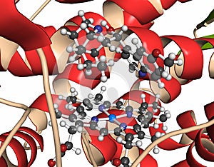 Cytochrome P450 (CYP2D6) liver enzyme in complex with the drug quinine. Protein: cartoon representation with secondary structure photo