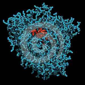 Cytochrome P450 (CYP3A4) liver enzyme in complex with the antibiotic erythromycin. 3D rendering based on protein data bank entry photo