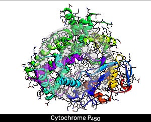 Cytochrome P450 molecule. CYP 3A4 is the most promiscuous of the human CYP enzymes. Molecular model. 3D rendering photo