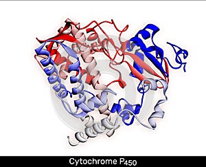 Cytochrome P450 molecule. CYP 3A4 is the most promiscuous of the human CYP enzymes. Molecular model. 3D rendering