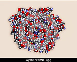 Cytochrome P450 molecule. CYP 3A4 is the most promiscuous of the human CYP enzymes. Molecular model. 3D rendering photo
