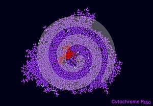 Cytochrome P450 molecule. CYP 3A4 is the most promiscuous of the human CYP enzymes. Molecular model. 3D rendering photo