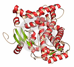 Cytochrome P450 (CYP2D6) liver enzyme in complex with the drug quinine. 3D render.