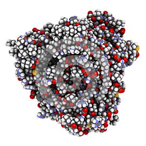 Cytochrome P450 CYP2D6 liver enzyme in complex with the drug quinine. Atoms are shown as spheres with conventional color coding.