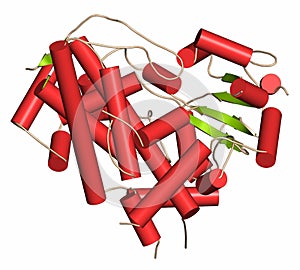 Cytochrome P450 (CYP3A4) liver enzyme in complex with the antibiotic erythromycin. Cartoon representation with secondary structure