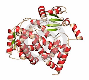 Cytochrome P450 (CYP3A4) liver enzyme in complex with the antibiotic erythromycin. Cartoon representation with secondary structure