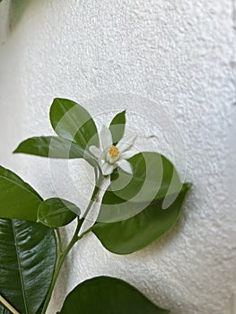 Cytofortunella flower on a branch on a light background photo