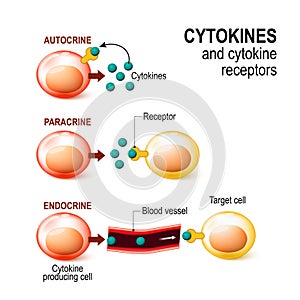 Cytokine receptor. signal transduction between cells. photo