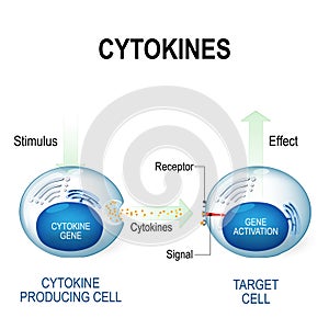 Cytokines include interferons, interleukins, lymphokines photo