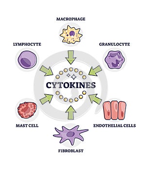 Cytokines releasing cells list for immune system response outline diagram photo