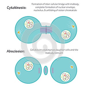Vector illustration of mitosis steps of cytokinesis and abscission