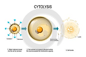 Cytolysis. Osmotic lysis