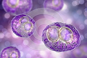 Cytomegalovirus CMV inside human cell, owl`s eye inclusion in the nucleus, multinucleated cell, 3D illustration photo