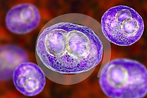 Cytomegalovirus CMV inside human cell, owl`s eye inclusion in the nucleus, multinucleated cell, 3D illustration