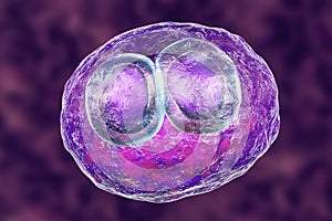 Cytomegalovirus CMV inside human cell, owl`s eye inclusion in the nucleus, multinucleated cell, 3D illustration photo