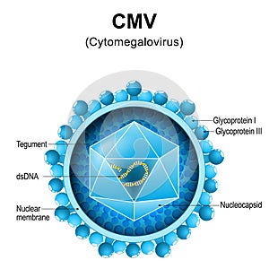 Cytomegalovirus. CMV structure. Close-up of a virion anatomy photo