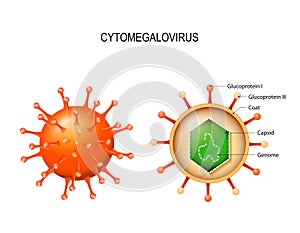 Cytomegalovirus. structure of the virion photo