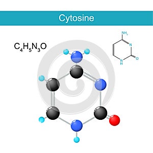 Cytosine molecular formula. Chemical structural formula and model photo