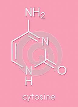 Cytosine pyrimidine nucleobase component. One of the bases found in DNA and RNA. Skeletal formula.