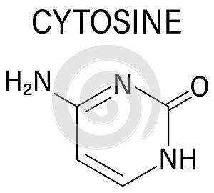 Cytosine pyrimidine nucleobase component. One of the bases found in DNA and RNA. Skeletal formula.