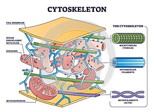 Cytoskeleton structure as complex protein filaments network outline diagram photo